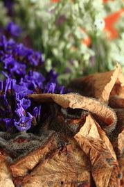 霉菌之花,探寻神秘真菌的奥秘与魅力