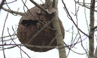 雀占凤巢,一场生态平衡的奇妙邂逅